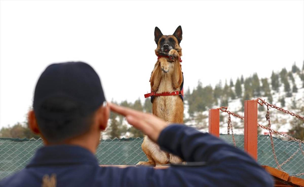 Jandarmanın hassas burnu "Sima" her t&uuml;rl&uuml; afette g&ouml;rev başında