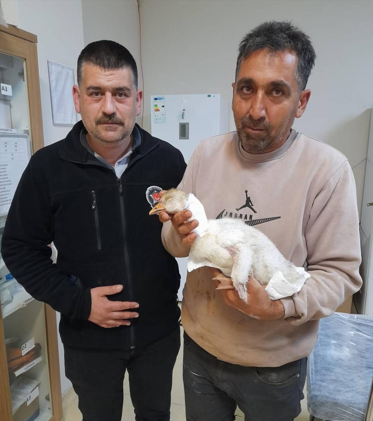 Elazığ'da atmacanın boynundan yaraladığı kaz yavrusuna hastanede pansuman yapıldı