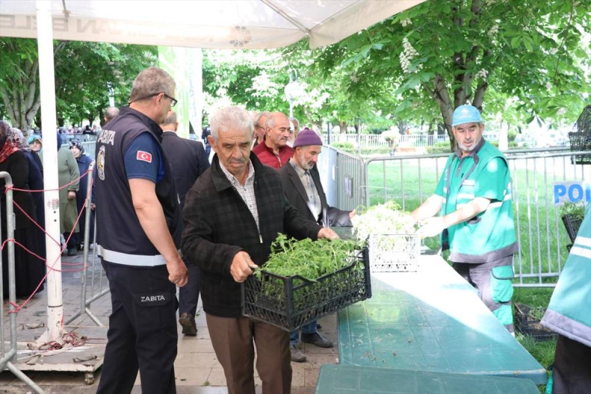 Kayseri'de Kocasinan Belediyesi 550 bin organik domates fidesi dağıttı