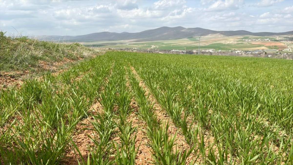 Son yılların en yağışlı d&ouml;nemini ge&ccedil;iren Kırşehir'de hububat &uuml;reticisinin rekolte beklentisi arttı