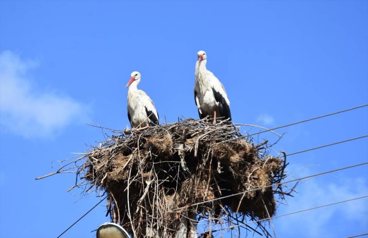 Sinop'ta leyleklerin g&uuml;venliği i&ccedil;in elektrik direklerine yapay platformlar konuldu