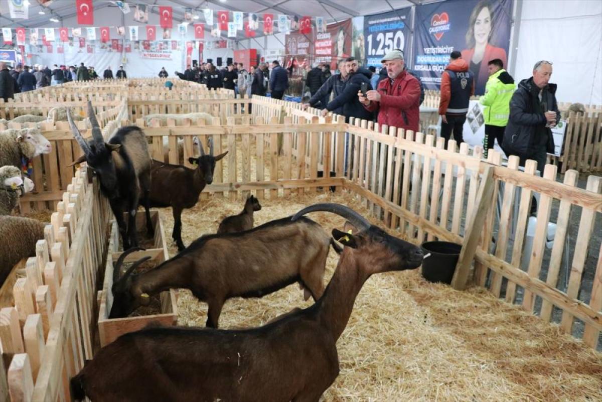 Tekirdağ'da "K&uuml;&ccedil;&uuml;kbaş Hayvancılık Festivali" başladı
