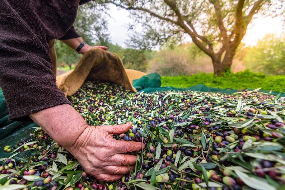 İzmir&rsquo;de Uluslararası Zeytin Zirvesi... 13 &uuml;lkeden uzmanlar buluşuyor