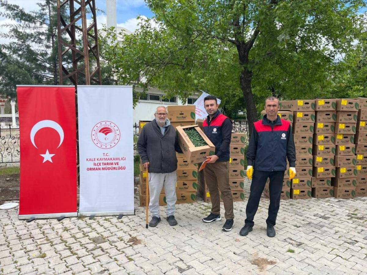 Kale'de &ccedil;ift&ccedil;ilere sebze fidesi dağıtıldı