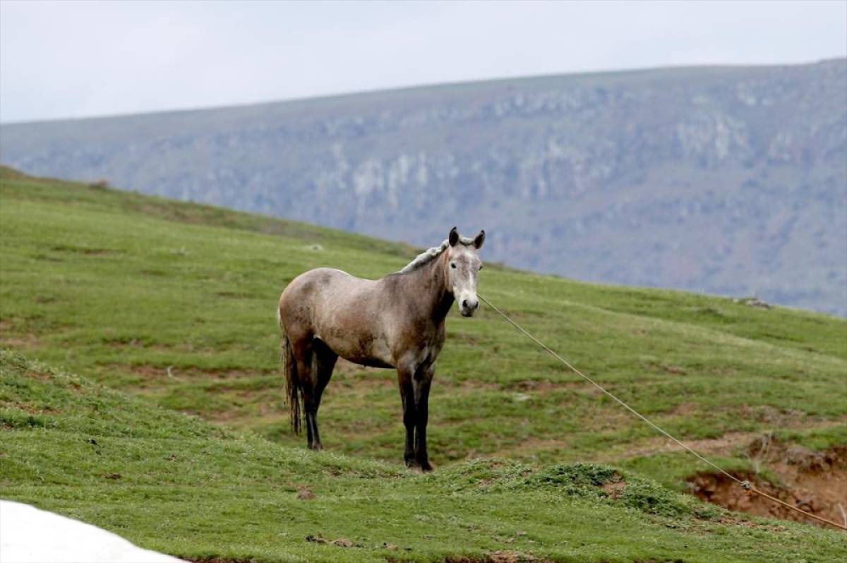 Bitlis'in dağlarında kış, meralarında bahar yaşanıyor