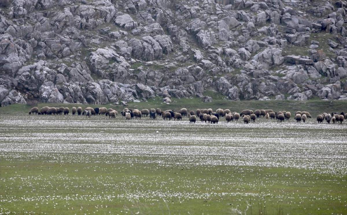 Bitlis'te "baharın m&uuml;jdecisi" &ccedil;iğdemler doğaya renk kattı