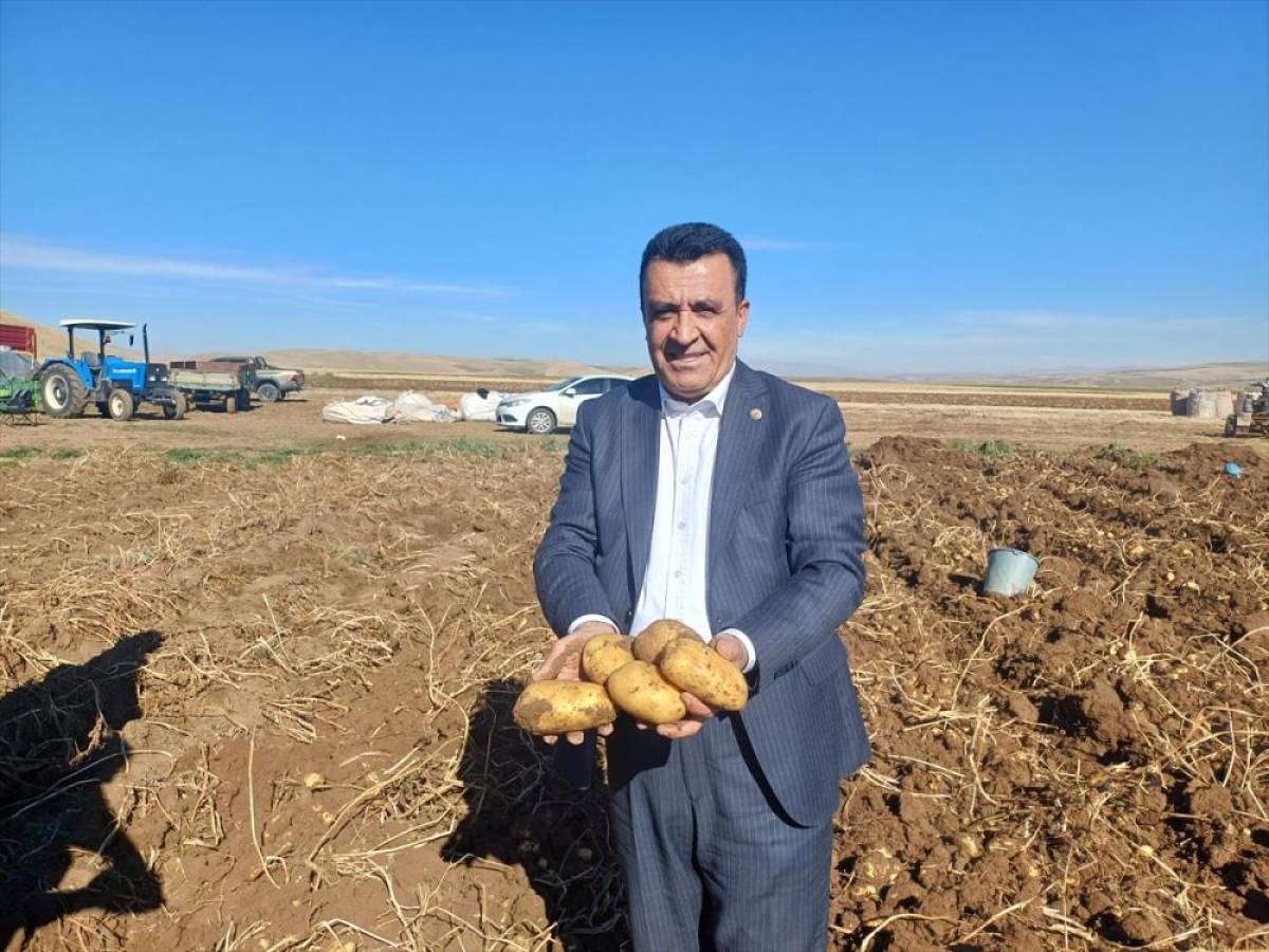 Malazgirt'te patates hasadına başlandı