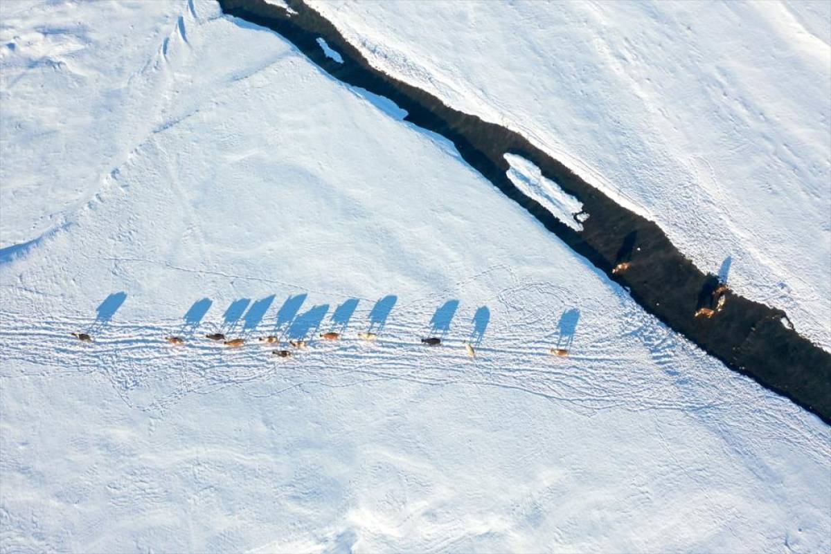Kars'ta k&ouml;ylerden ge&ccedil;en menderesler hayvancılığa can suyu oluyor