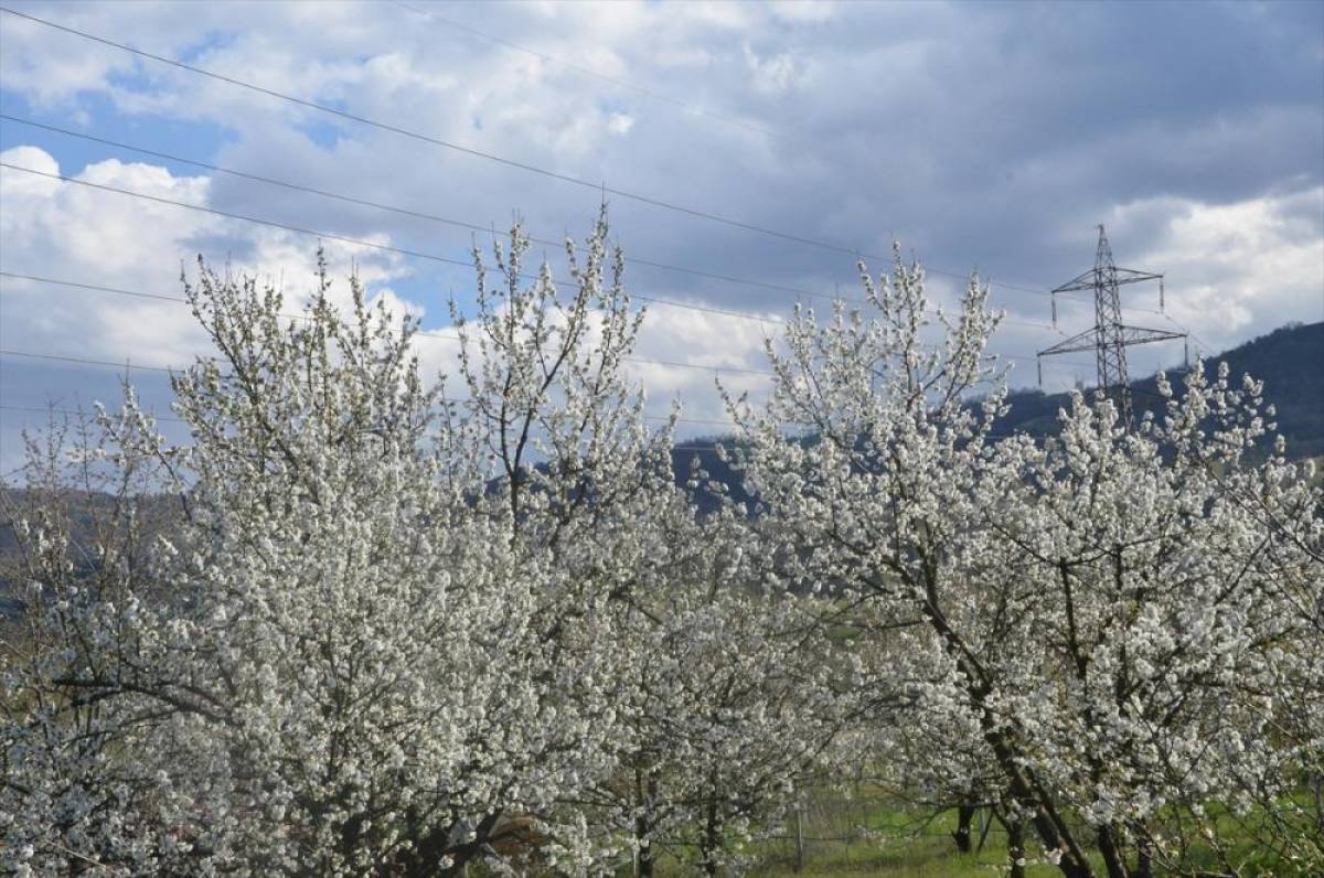 Bursa'da meyve ağa&ccedil;ları &ccedil;i&ccedil;ek a&ccedil;tı