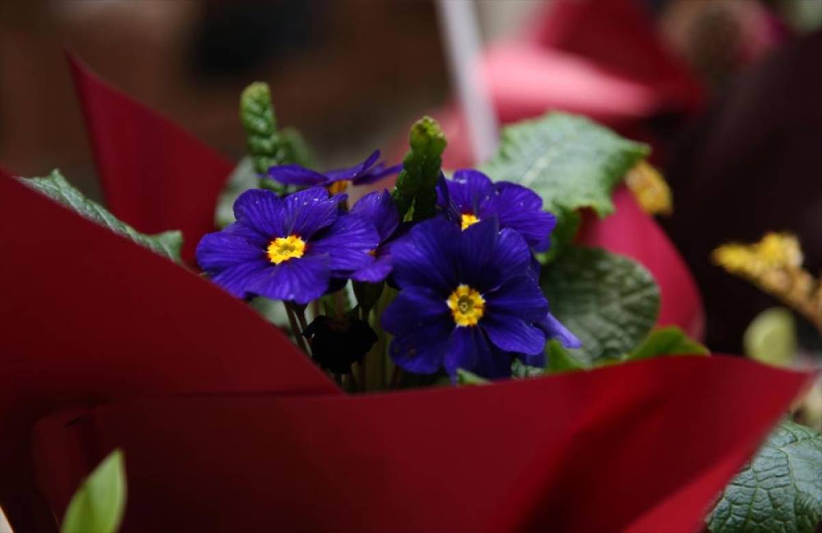 Rize'de "S&uuml;s Bitkileri Zirvesi" başladı