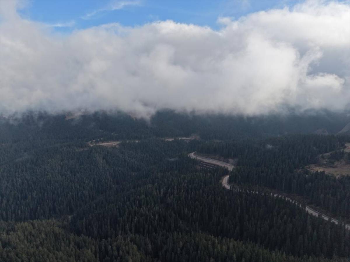 Ilgaz'da çam ağaçlarıyla bütünleşen sis dron ile görüntülendi