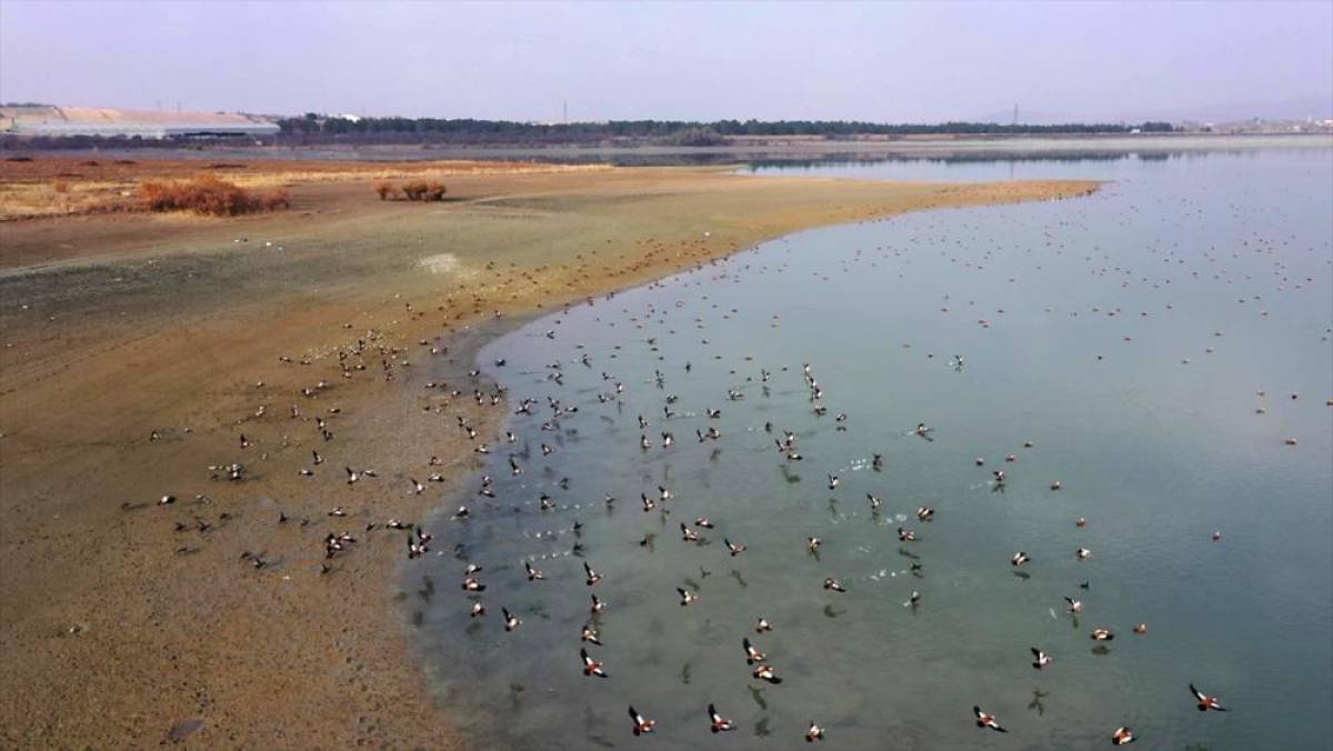 Elazığ'daki Cip Baraj Gölü farklı türde binlerce göçmen kuşu ağırlıyor