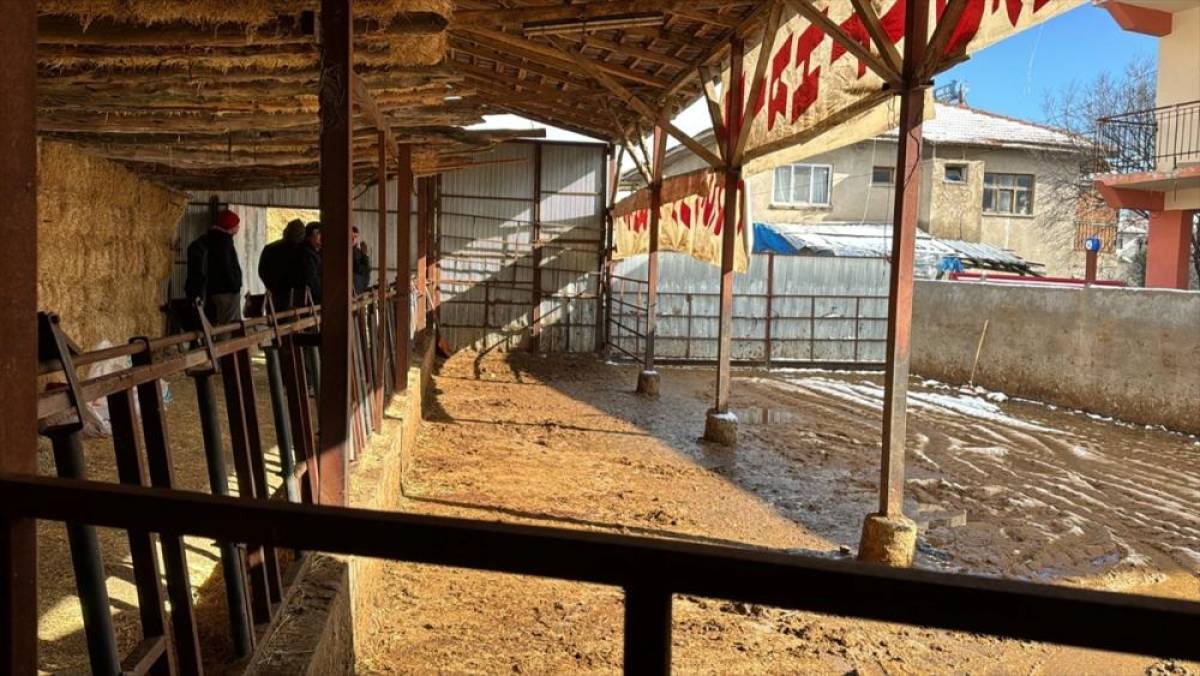 Burdur'da elektrik akımına kapılan 14 b&uuml;y&uuml;kbaş hayvan telef oldu