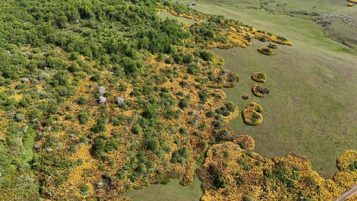 Menderesleriyle ünlü Perşembe Yaylası bayram tatilinde yerli turistlerin akınına uğradı