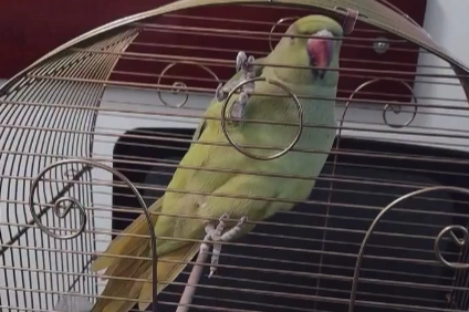 Bursa&rsquo;da ka&ccedil;ak hayvan ticareti denetim