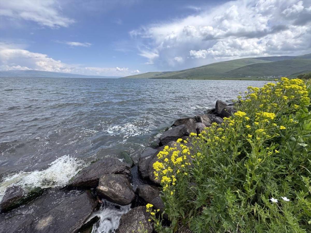 Kışın buz tutan Çıldır Gölü'nün çevresi çiçeklerle kaplandı
