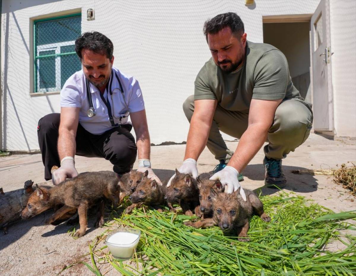 Doğada bulunan 7 kurt yavrusuna &ouml;zenli bakım