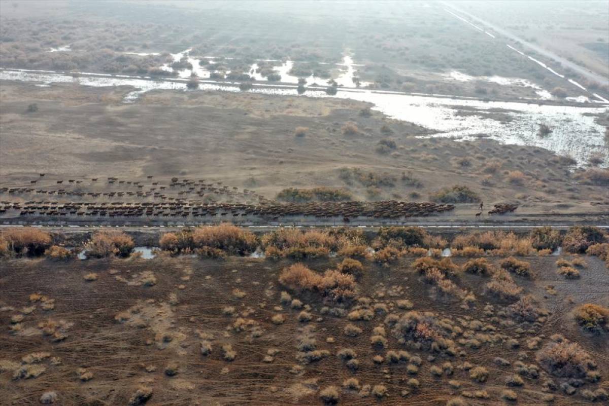 Ağrı Dağı çevresindeki otlaklarda morkaraman ırkı damızlık koyun yetiştiriliyor
