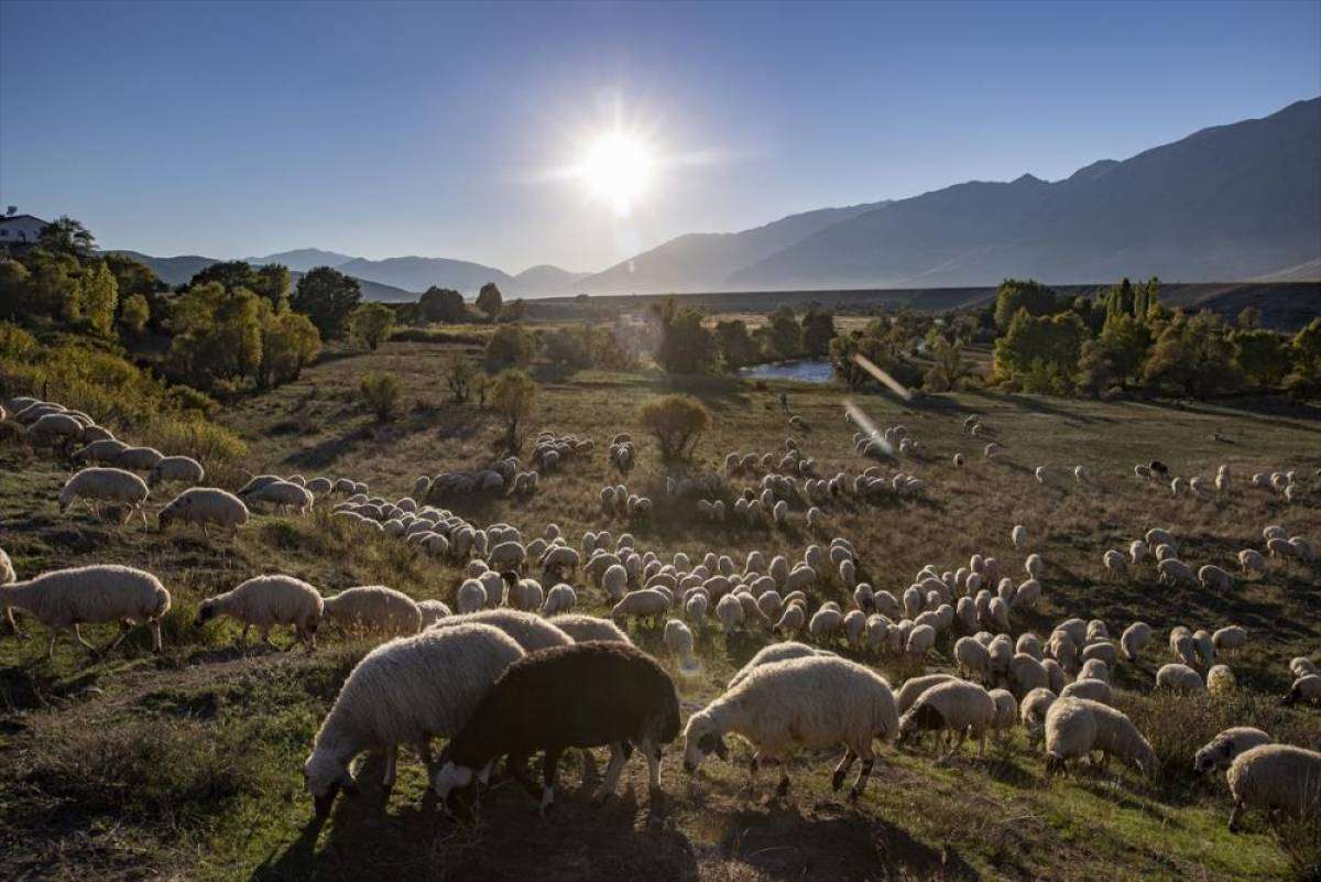 Göçerlerin kurt ve ayı tehlikesi altında zorlu eve dönüş yolculuğu