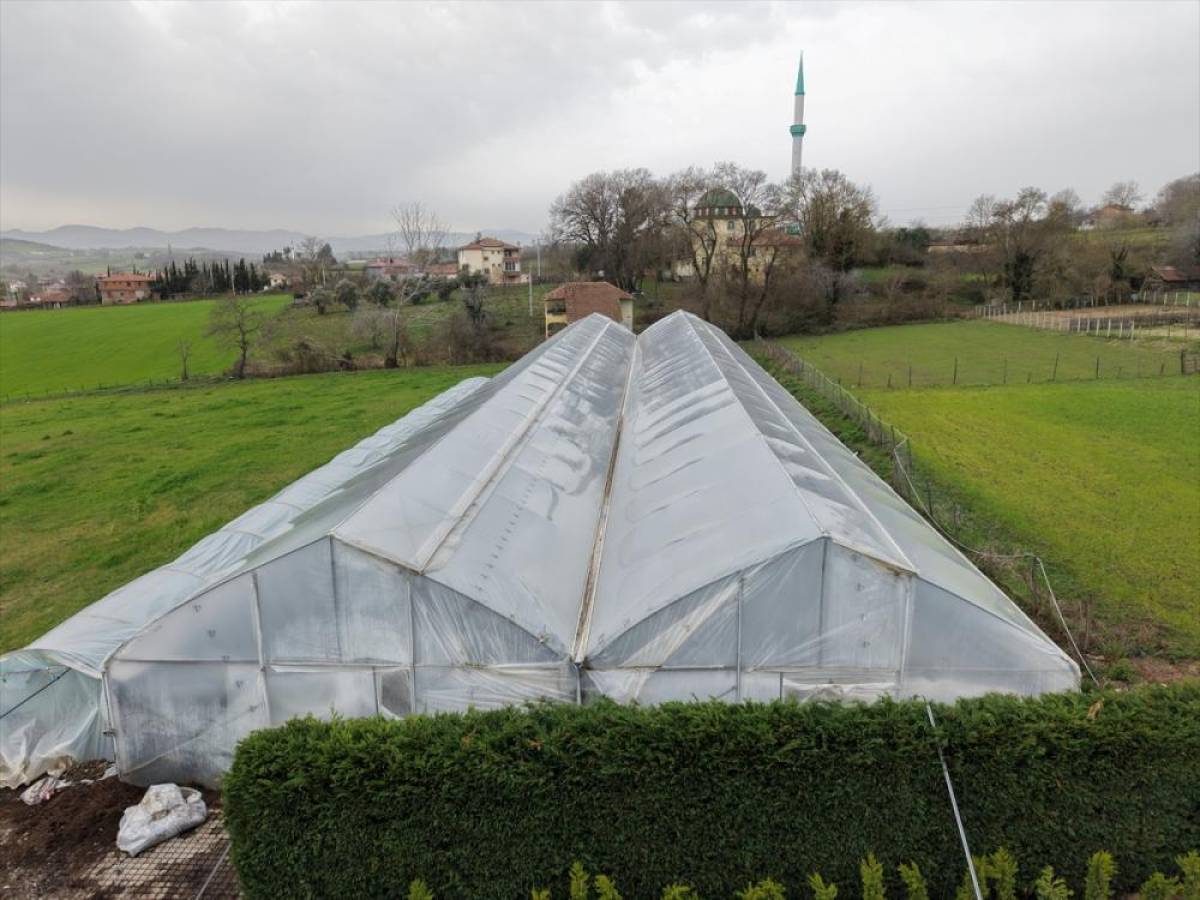 Samsun'da ev hanımının belediyenin desteğiyle kurduğu sera kadınlara istihdam sağlıyor