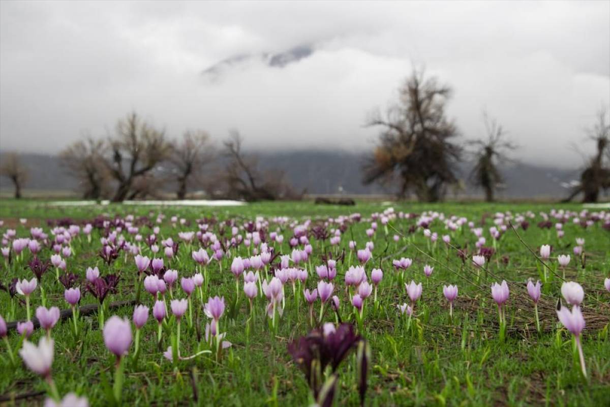 Tunceli'nin bahar &ccedil;i&ccedil;ekleri doğasever ve fotoğraf&ccedil;ıların ilgisini &ccedil;ekiyor