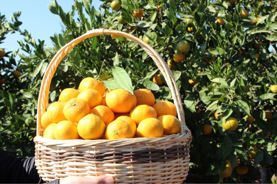 Tarım &uuml;r&uuml;nleri &uuml;retici fiyatları yıllık y&uuml;zde 40,1 arttı... Aylıkta en y&uuml;ksek artış turun&ccedil;gillerde