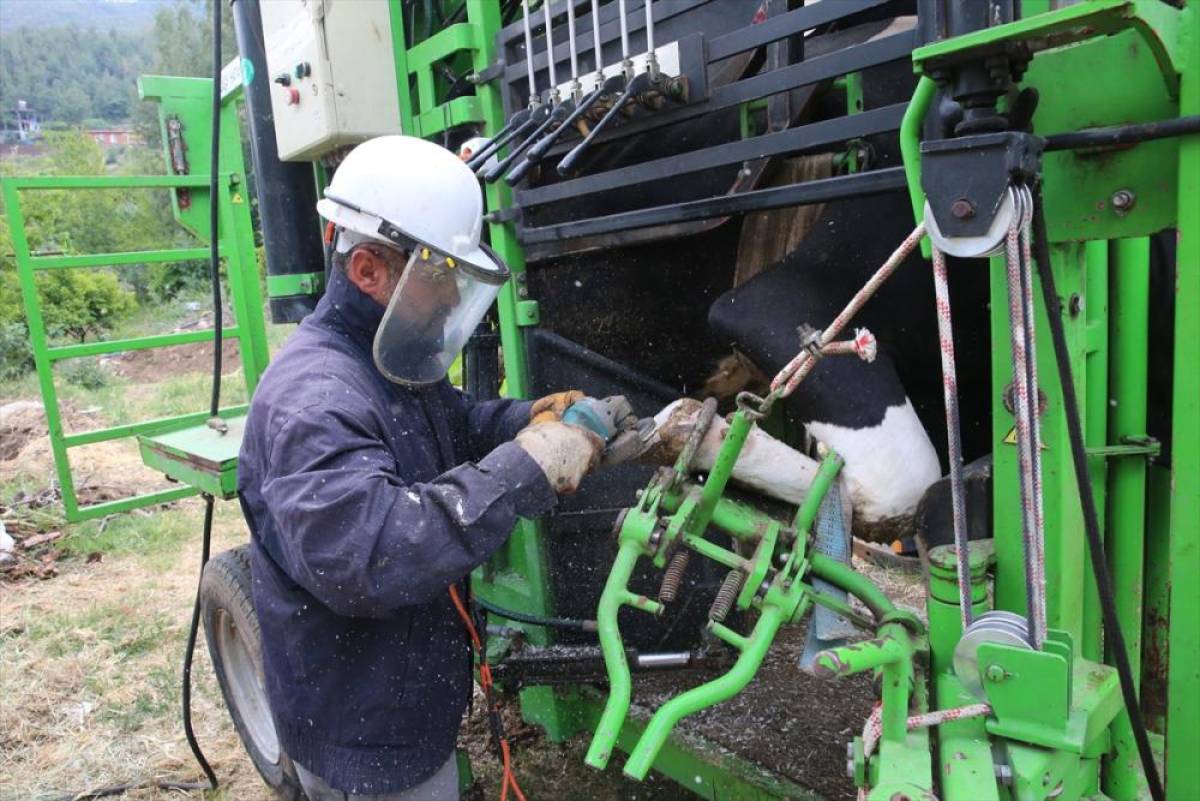Hatay Büyükşehir Belediyesinden besicilere hayvan bakım desteği