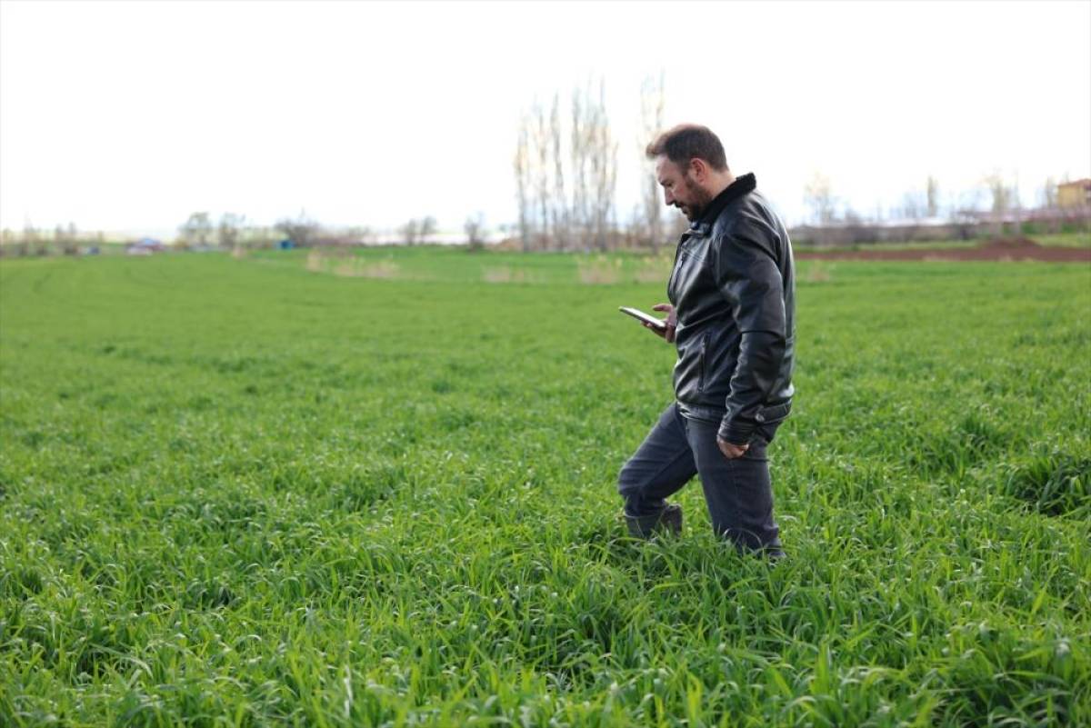 Tarlalarda hastalık ve zararlıları yapay zekayla tespit edebilen yazılım geliştirildi