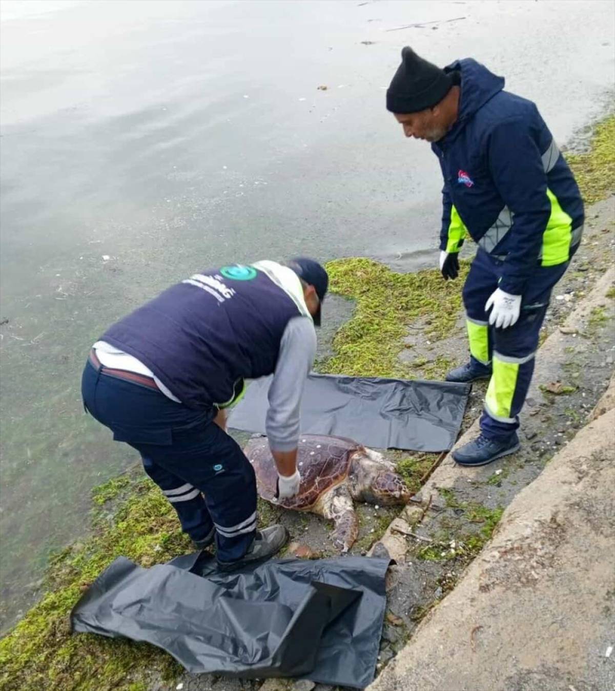 Tekirdağ'da &ouml;l&uuml; caretta caretta sahile vurdu