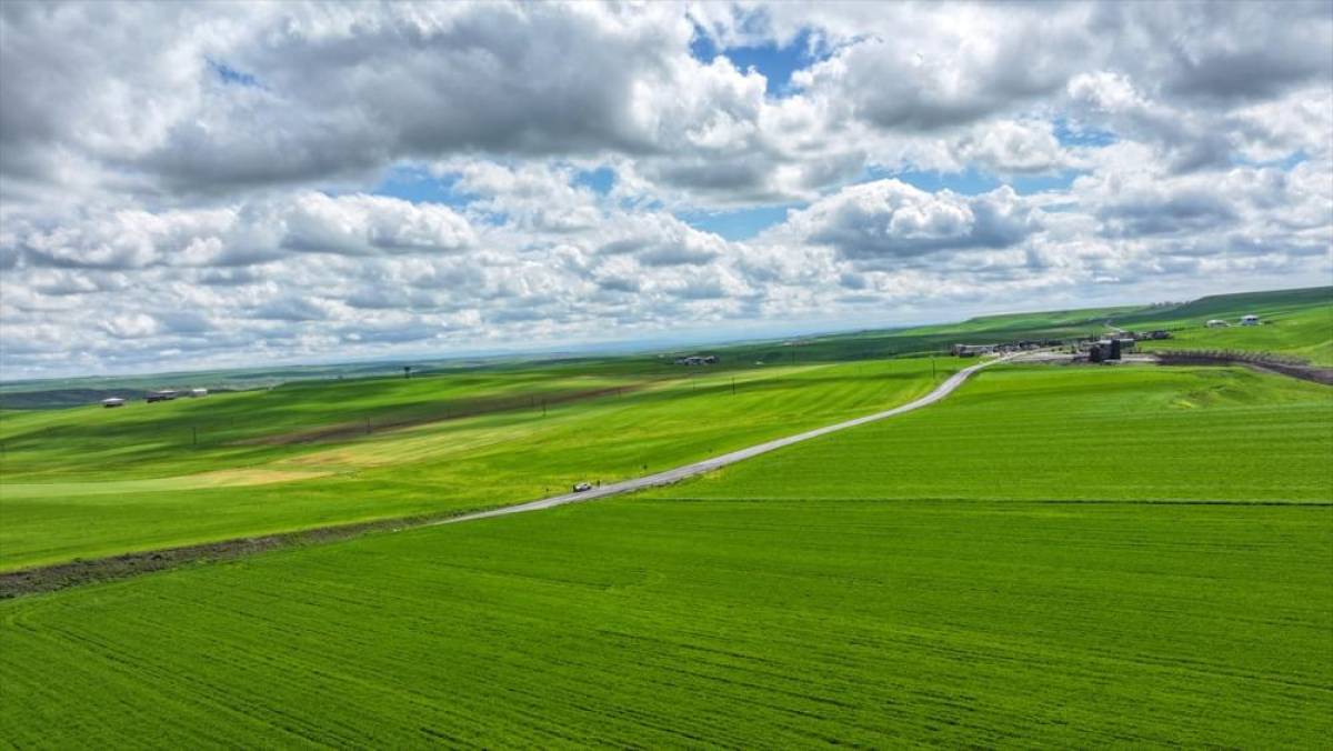 Diyarbakır'da artan yağış buğdayda y&uuml;ksek verim beklentisini artırdı