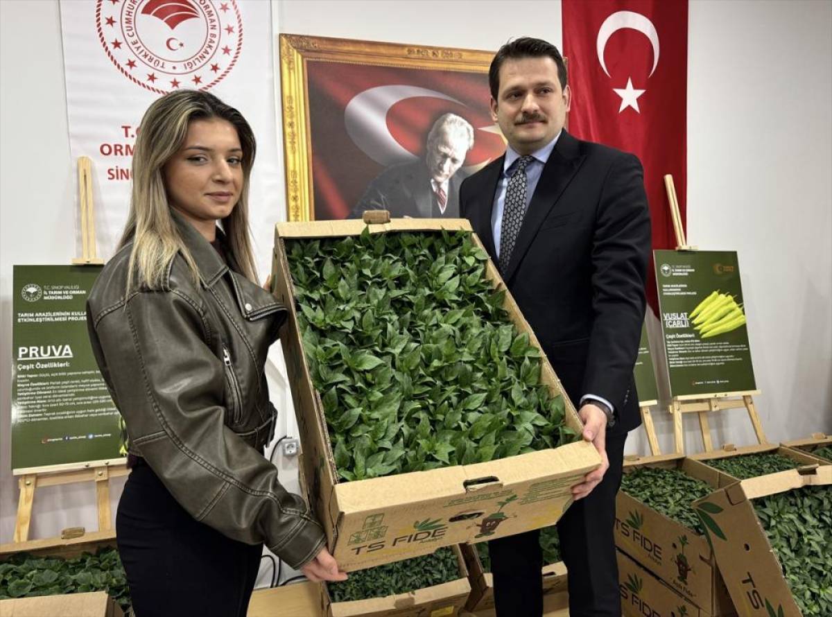 Sinop'ta &uuml;reticilere 135 bin sebze fidesi dağıtıldı