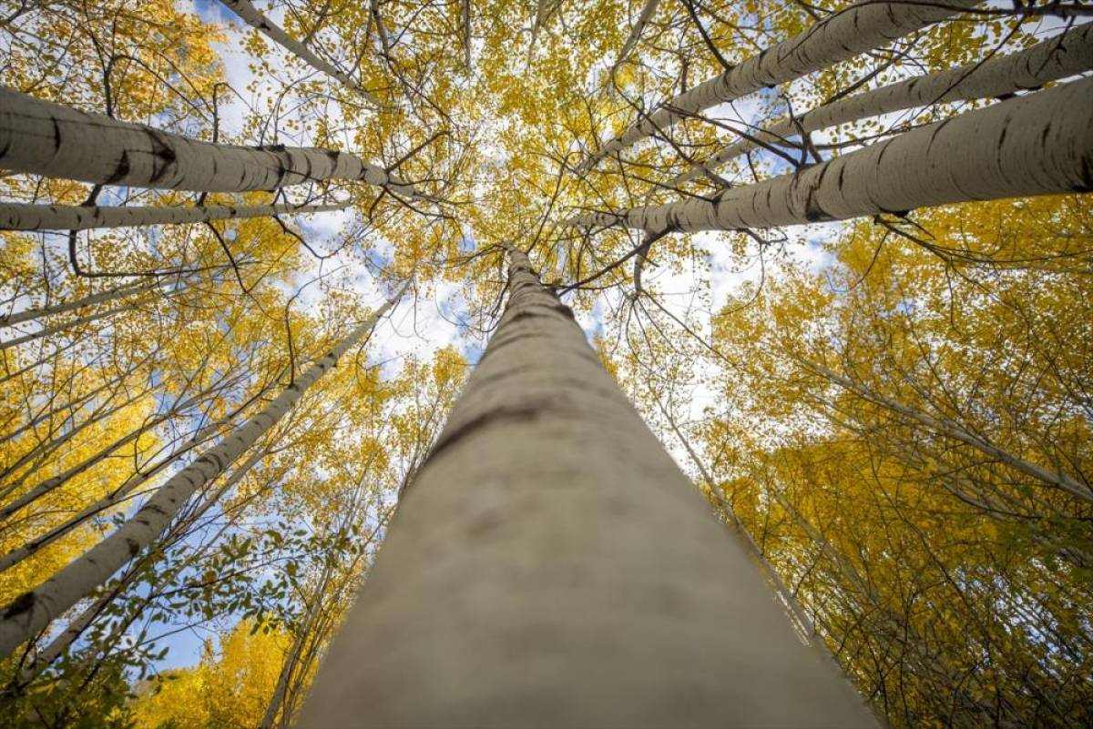 Tunceli'nin zirvelerindeki ormanlar güz renklerine büründü