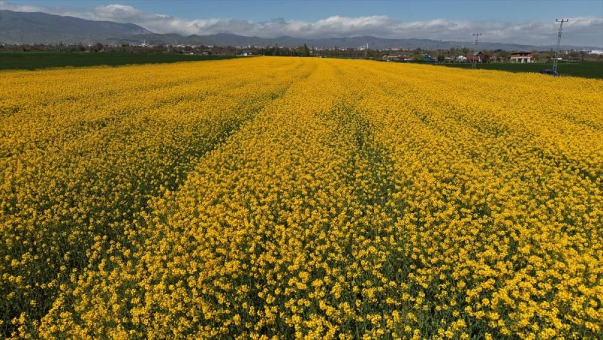 Amasya'da sarıya boyanan kanola tarlaları g&ouml;rsel ş&ouml;len sunuyor