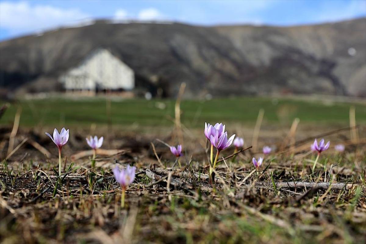 Bayburt'ta "baharın habercisi" &ccedil;iğdemler doğaya renk kattı