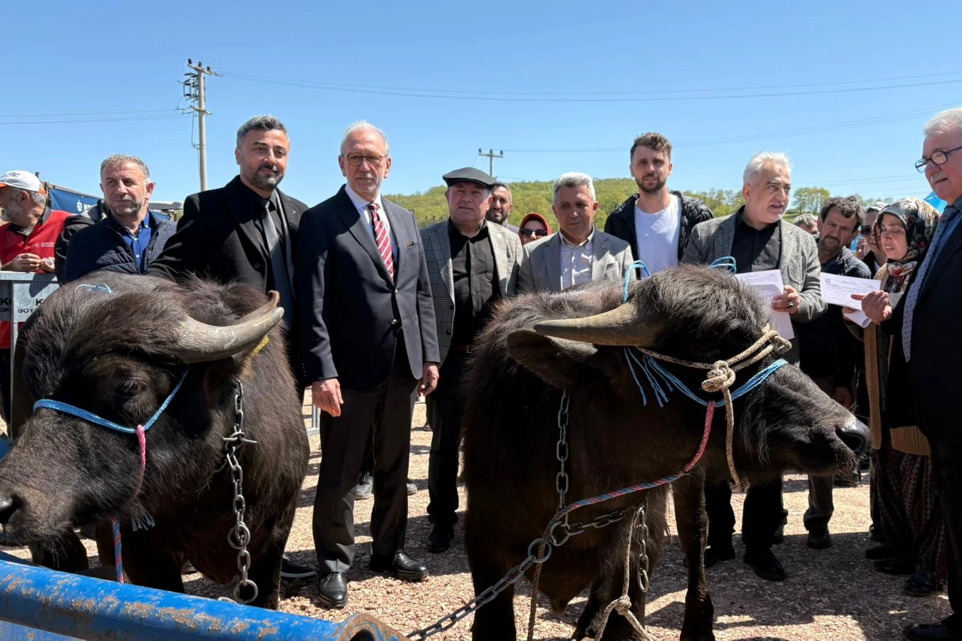 Kocaeli&rsquo;de damızlık mandalar &uuml;reticilere teslim edildi
