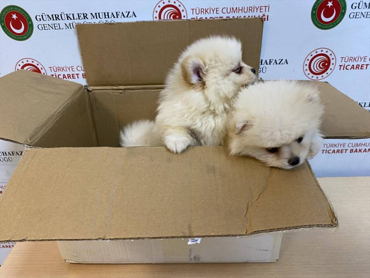 Ticaret Bakanlığı ekipleri Kapıkule'de yasa dışı getirilen "pomeranian" cinsi k&ouml;pek yavrularına el koydu