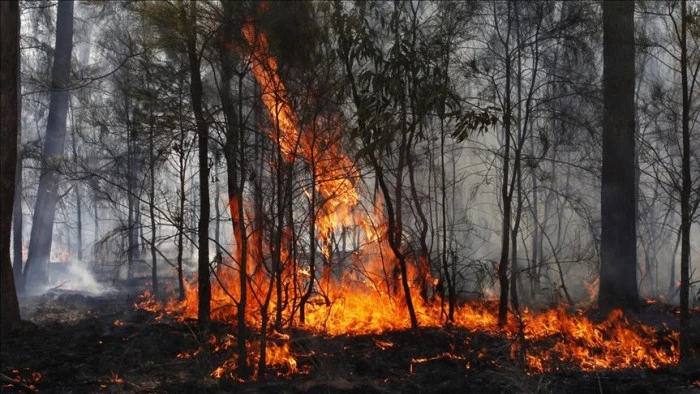 Avustralya'da iki ayrı eyalette çıkan orman yangınlarında 1 itfaiyeci öldü, 39 ev küle döndü