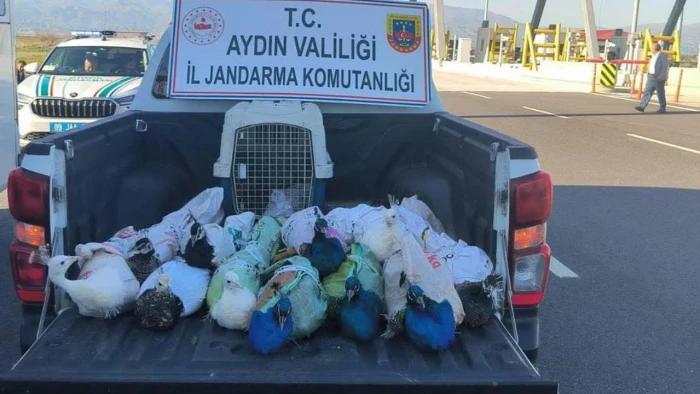 Aydın'da yolcu otob&uuml;s&uuml;nde 12 tavus kuşu ele ge&ccedil;irildi