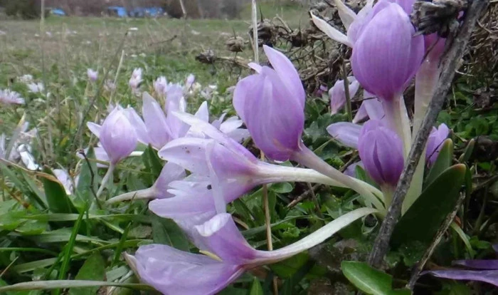 Bolu'da baharın m&uuml;jdecisi &ccedil;iğdemler &ccedil;i&ccedil;ek a&ccedil;tı