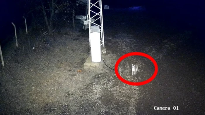 &Ccedil;orum'da Avrasya vaşağı g&uuml;venlik kamerasıyla g&ouml;r&uuml;nt&uuml;lendi