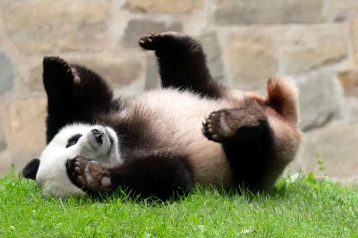 Endonezya'nın ilk dev panda yavrusu dünyaya geldi