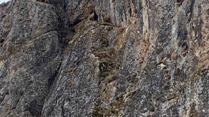 Erzincan'da kayalıklarda mahsur kalan keçileri JAK ve AFAD ekipleri kurtardı