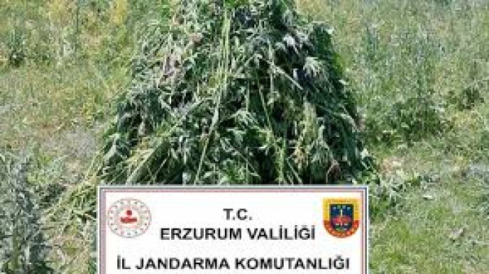 Erzurum'da 867 kök kenevir ele geçirildi