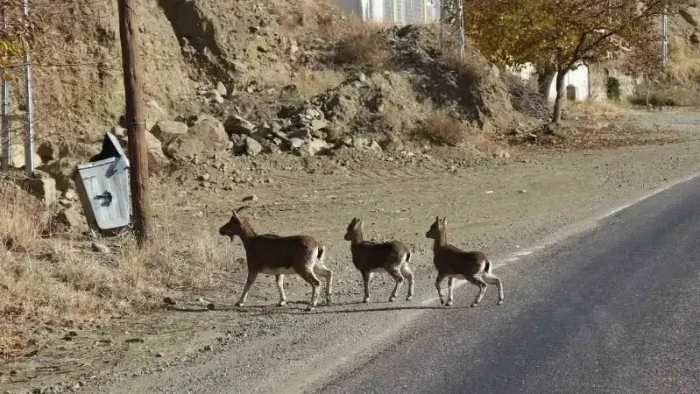 Erzurum'da yaban keçisi avlamaya çalışan 2 kişiye 36 bin 700 lira ceza