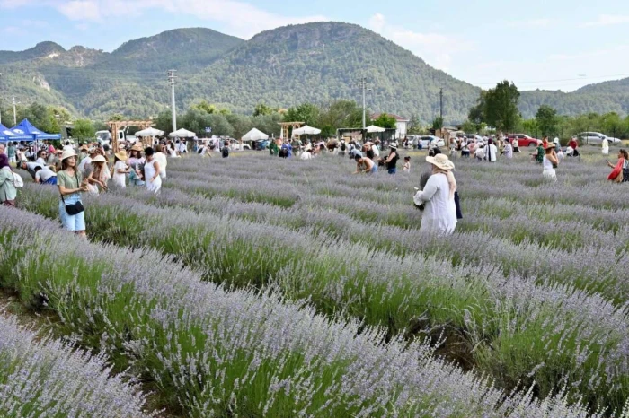 Fethiye'de lavanta bah&ccedil;esinde hasat yapıldı