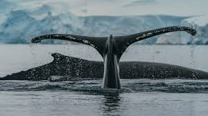 İspermeçet balinalarının iletişimlerinin düşünülenden daha detaylı olduğu belirlendi