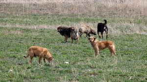 İstanbul Valisi Gül, köpekleri site dışına çıkaranlara verilen cezaların iptal edildiğini açıkladı