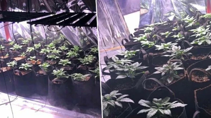 İzmir'de sera d&uuml;zeneği kurulan evde 6 kilo 668 gram esrar ele ge&ccedil;irildi