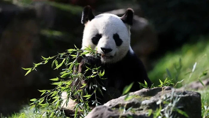 Japonya ikiz pandaların &Ccedil;in'e d&ouml;nmesiyle 50 yıl sonra pandasız kalacak