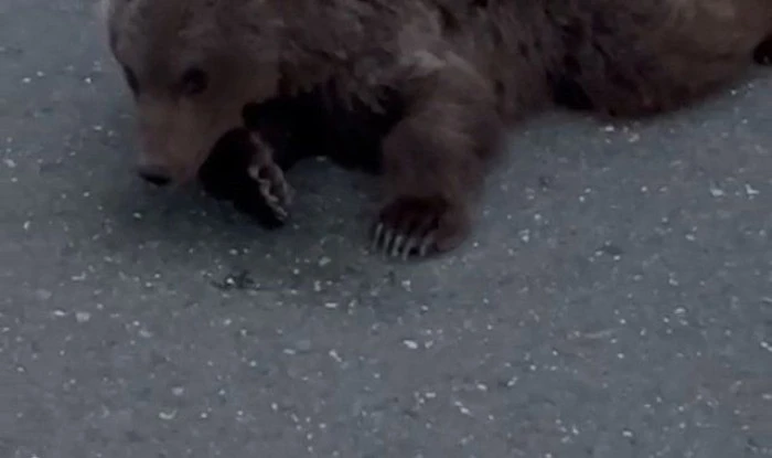 Karabük'te aracın çarptığı ayı tedaviye alındı